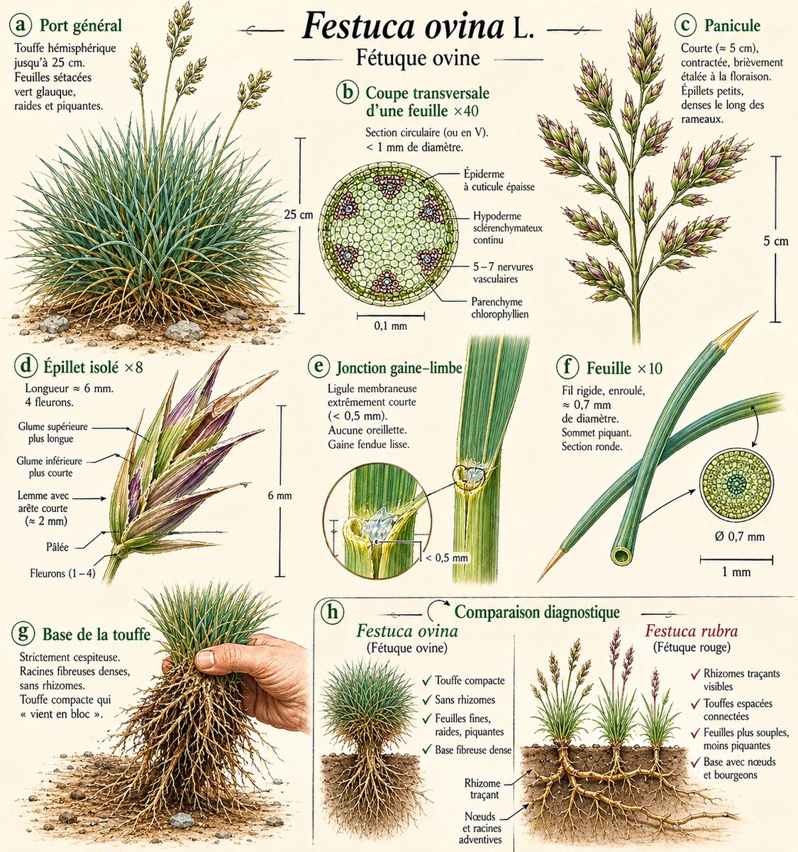 Planche botanique de Festuca ovina — Fétuque ovine