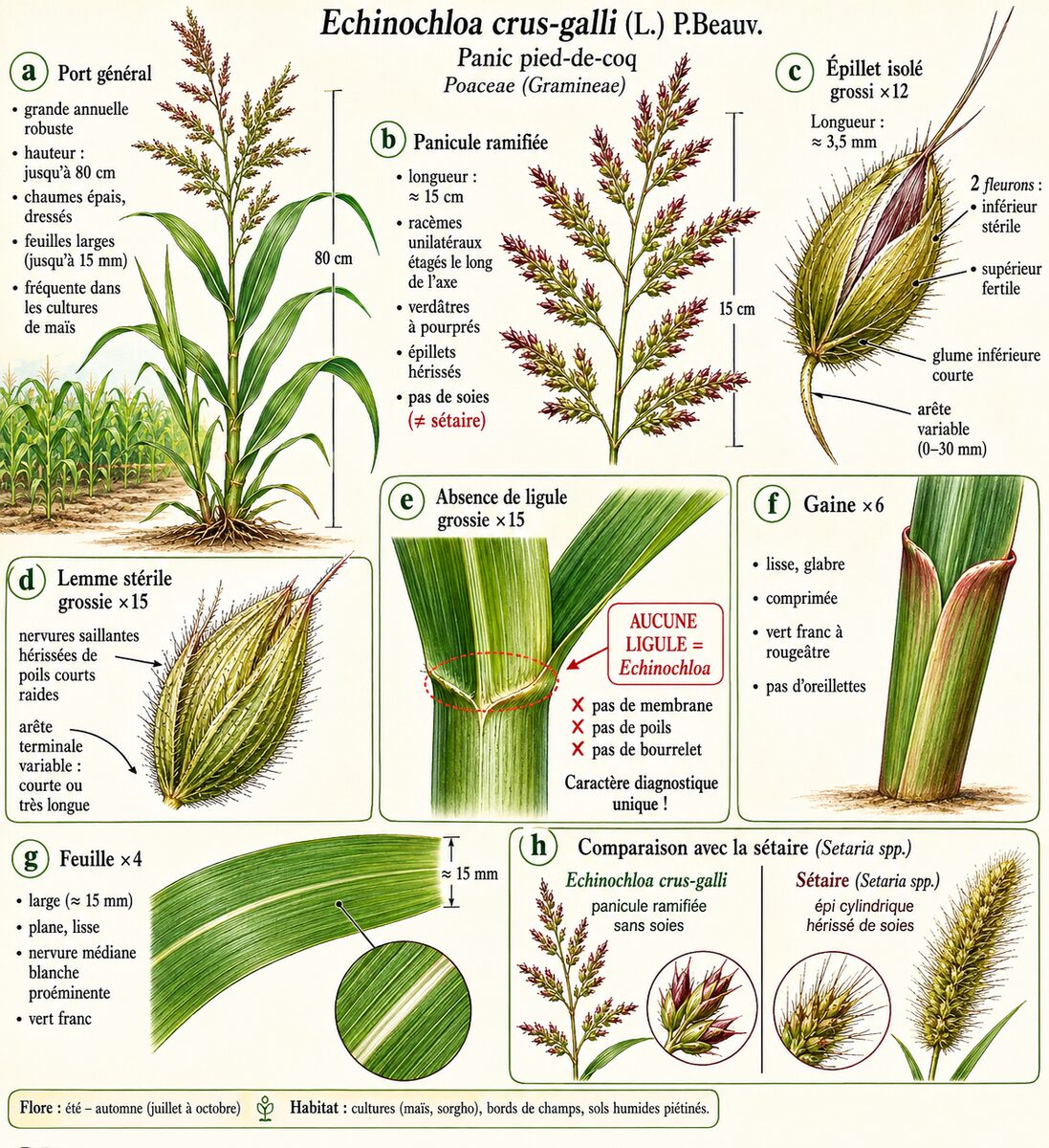 Planche botanique de Echinochloa crus-galli — Panic pied-de-coq